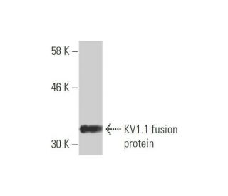 western blotting image from recommended KV1.1 (2D8) monoclonal antibody replacement. Image 348528