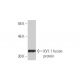 western blotting image from recommended KV1.1 (2D8) monoclonal antibody replacement. Image 348528