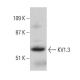 western blotting image from recommended KV1.3 (G-9) monoclonal antibody replacement. Image 386837