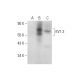 KV1.3 Antibody (G-9) - Western Blotting - Image 309537
