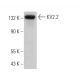 KV2.2 Antibody (E-7) - Western Blotting - Image 369752