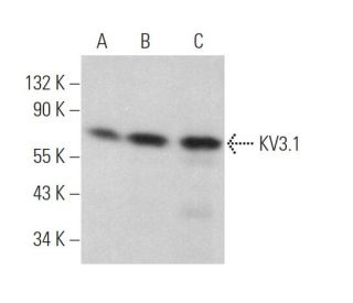 KV3.1 Antibody (E-2) - Western Blotting - Image 369969 