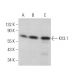 KV3.1 Antibody (E-2) - Western Blotting - Image 369969 