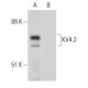 KV4.2 Antibody (H-5) - Western Blotting - Image 304566