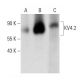 western blotting image from recommended KV4.2 (H-5) monoclonal antibody replacement. Image 289583