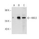 KV9.3 Antibody (D-6) - Western Blotting - Image 146495