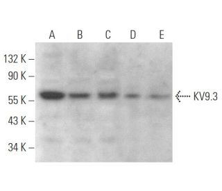 KV9.3 Antibody (D-6) - Western Blotting - Image 371587 