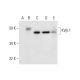 KVβ.2 Antibody (A-3) - Western Blotting - Image 291917 