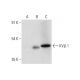 KVβ Antibody (H-5) - Western Blotting - Image 309630