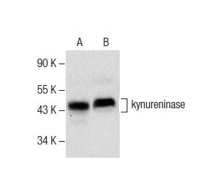 kynureninase Antibody (E-5) - Western Blotting - Image 287839 