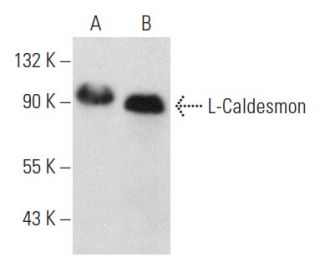 L-Caldesmon Antibody (F-1) - Western Blotting - Image 358446 