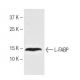 L-FABP Antibody (2G4) - Western Blotting - Image 62766