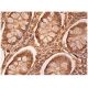 L-FABP Antibody (C-4) - Immunohistochemistry - Image 160219 