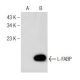 L-FABP Antibody (C-4) - Western Blotting - Image 151019 