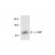 L-FABP Antibody (C-4) - Western Blotting - Image 412197