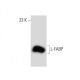 western blotting image from recommended L-FABP (F-9) monoclonal antibody replacement. Image 134759