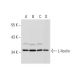 L-ficolin Antibody (005-19-1) - Western Blotting - Image 324623 