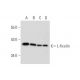 L-ficolin Antibody (FCN219) - Western Blotting - Image 324624 