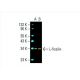 L-ficolin Antibody (FCN219) - Western Blotting - Image 393650