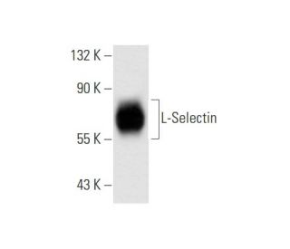 L-Selectin/CD62L/SELL Antibody (3H1611) - Western Blotting - Image 66983 