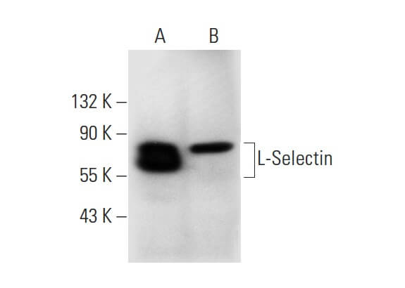l-selectin-antibody-b-8-