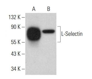 L-Selectin/CD62L/SELL Antibody (B-8) - Western Blotting - Image 382166 
