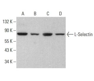 L-Selectin/CD62L/SELL Antibody (B-8) - Western Blotting - Image 383703 