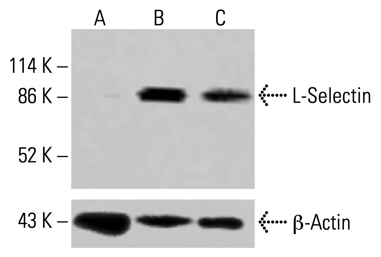 L-Selectin/CD62L/SELL Antibody (B-8) | SCBT - Santa Cruz Biotechnology