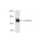 L-Selectin/CD62L/SELL Antibody (FMC46) - Western Blotting - Image 66985