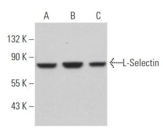 L-Selectin/CD62L/SELL Antibody (B-8) - Western Blotting - Image 363587 