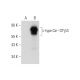 L-type Ca++ CP β3 Antibody (E-10) - Western Blotting - Image 311999