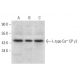 L-type Ca++ CP γ2 Antibody (D-7) - Western Blotting - Image 318462 