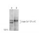 western blotting image from recommended L-type Ca++ CP α1C (D-6) monoclonal antibody replacement. Image 304477