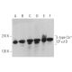 western blotting image from recommended L-type Ca++ CP α1D (E-3) monoclonal antibody replacement. Image 370137