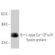 L-type Ca++ CP α1F Antibody (1H6) - Western Blotting - Image 348447