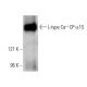 L-type Ca++ CP α1S Antibody (IIC12D4) - Western Blotting - Image 4598