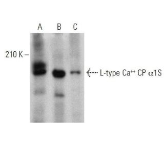 western blotting image from recommended L-type Ca++ CP α1S (G-1) monoclonal antibody replacement. Image 359460