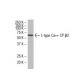 L-type Ca++ CP β2 Antibody (F-29) - Western Blotting - Image 33540