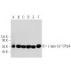 L-type Ca++ CP β4 Antibody (H-7) - Western Blotting - Image 320925 