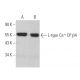 L-type Ca++ CP β4 Antibody (H-7) - Western Blotting - Image 370108 