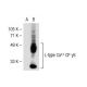 L-type Ca++ CP γ3 Antibody (A-07) - Western Blotting - Image 36481