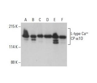 L-type Ca<sup>++</sup> CP α1D Antibody (E-3) - Western Blotting - Image 395707