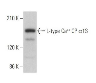 L-type Ca<sup>++</sup> CP α1S Antibody (G-1) - Western Blotting - Image 375904
