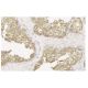 L-xylulose reductase Antibody (18-Q) - Immunohistochemistry - Image 36068 