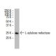 L-xylulose reductase Antibody (18-Q) - Western Blotting - Image 33925 