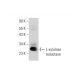 L-xylulose reductase Antibody (18-Q) - Western Blotting - Image 130279