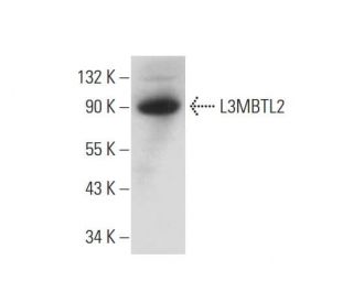 L3MBTL2 Antibody (F-3) - Western Blotting - Image 138339