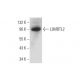 L3MBTL2 Antibody (F-3) - Western Blotting - Image 138339