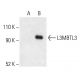 L3MBTL3 Antibody (F-9) - Western Blotting - Image 403692 