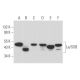 Anti-La/SSB Antibody (312B) | SCBT - Santa Cruz Biotechnology